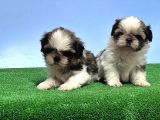 Resmi̇ Üreti̇ci̇den Shi̇h Tzu Yavrular