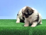 Resmi̇ Üreti̇ci̇den Shi̇h Tzu Yavrular