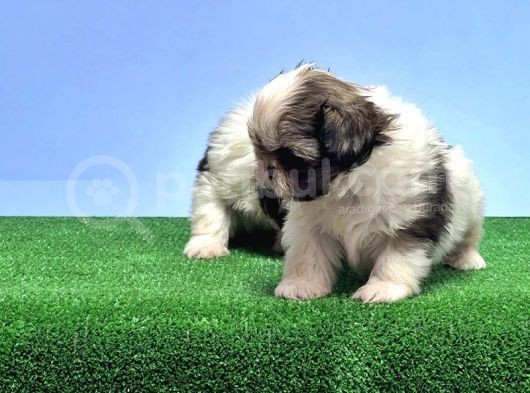 Resmi̇ Üreti̇ci̇den Shi̇h Tzu Yavrular görsel