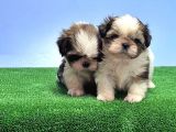 Resmi̇ Üreti̇ci̇den Shi̇h Tzu Yavrular