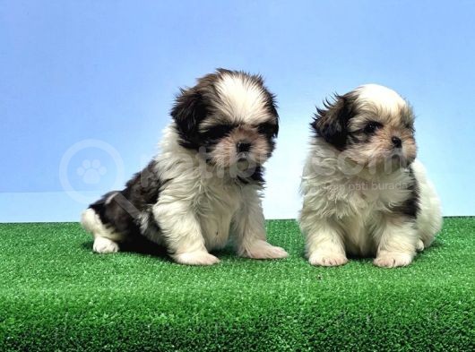 Resmi̇ Üreti̇ci̇den Shi̇h Tzu Yavrular görsel