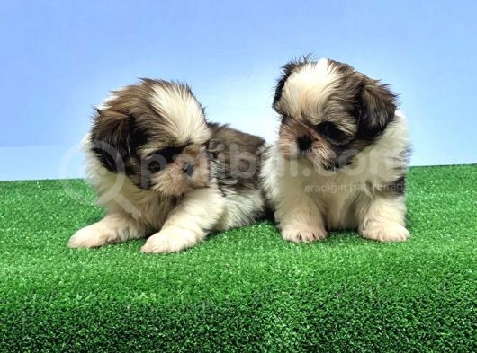 Resmi̇ Üreti̇ci̇den Shi̇h Tzu Yavrular görsel