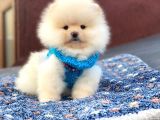 Pomeranian Böö Yavrular