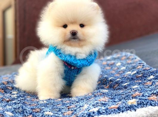 Pomeranian Böö Yavrular görsel