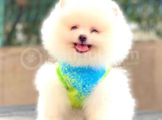 Kusursuz Karbeyaz Di̇şi̇ Pomerani̇an Boo görsel