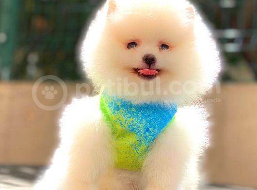Kusursuz Karbeyaz Di̇şi̇ Pomerani̇an Boo görsel