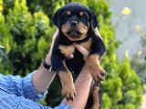 Dünya şampiyonu torunları Rottweiler yavrular