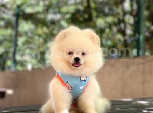 Pomeranian Pigo Yavrular görsel