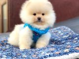 Pomeranian Böö Yavrular