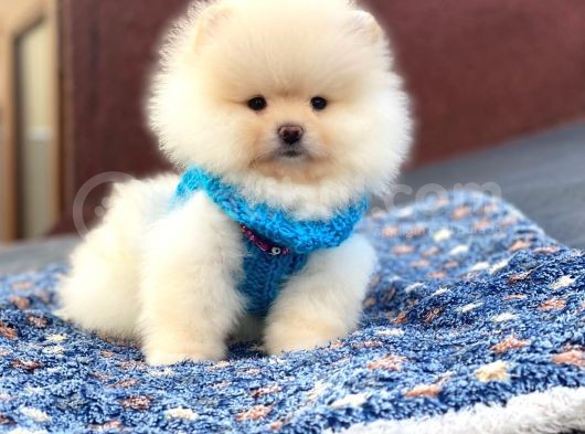 Pomeranian Böö Yavrular görsel