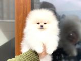 Pomeranian böö Yavrular