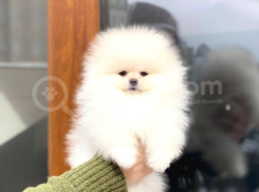 Pomeranian Böö Yavrular