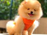 Krem Teddy Face Di̇şi̇ Pomerani̇an