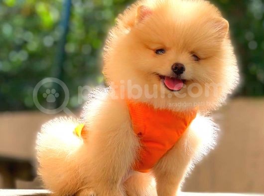 Krem Teddy Face Di̇şi̇ Pomerani̇an görsel