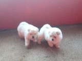 Denizliden Chow Chow Yavrularmz