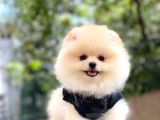 Pomeranian Boo Yavrular