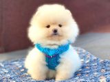 Pomeranian Böö Yavrular