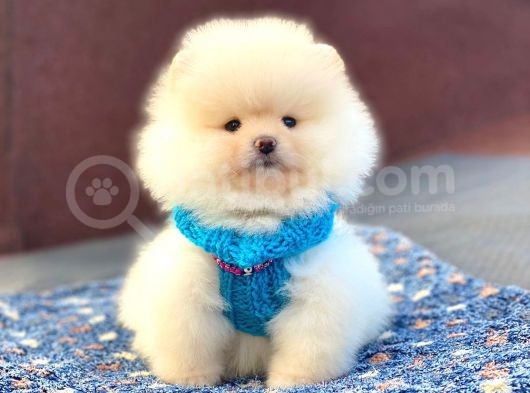 Pomeranian Böö Yavrular görsel
