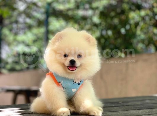 Pomeranian Pigo Yavrular görsel