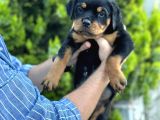 Dünya Şampiyonu Torunları Rottweiler Yavrular