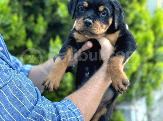 Dünya Şampiyonu Torunları Rottweiler Yavrular görsel
