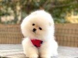 Elit Pomeranian boo Yavrular