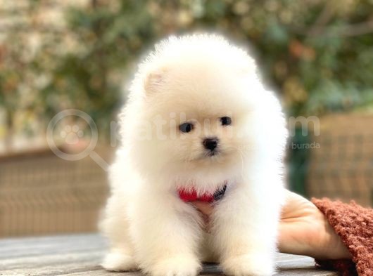 Elit Pomeranian Boo Yavrular görsel