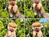 Pomerani̇an Boo Bebekleri̇mi̇z