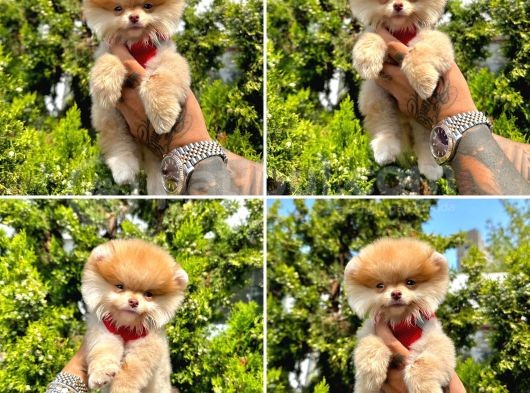 Pomerani̇an Boo Bebekleri̇mi̇z görsel