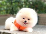 Tedy Bear Pomeranian Minnak Yavrular