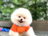 Tedy Bear Pomeranian Minnak Yavrular