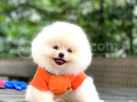 Tedy Bear Pomeranian Minnak Yavrular görsel