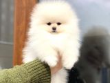 Pomeranian Böö Yavrular