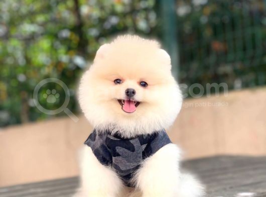 Pomeranian Boo Yavrular görsel
