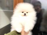 Pomeranian Böö Yavrular