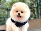 Pomeranian Boo Yavrular