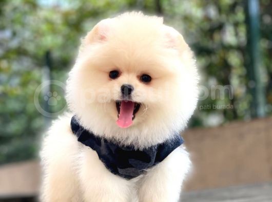 Pomeranian Boo Yavrular