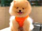 Krem Teddy Face Di̇şi̇ Pomerani̇an