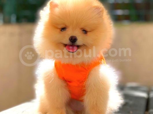 Krem Teddy Face Di̇şi̇ Pomerani̇an görsel