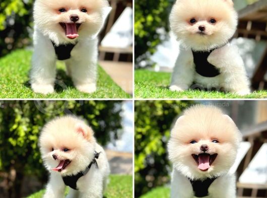 Pomerani̇an Boo Bebekleri̇mi̇z görsel