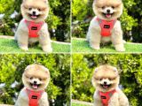 Pomerani̇an Boo Bebekleri̇mi̇z