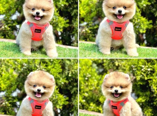 Pomerani̇an Boo Bebekleri̇mi̇z görsel