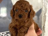 Toypoddle Kore Red Brown Bebekler