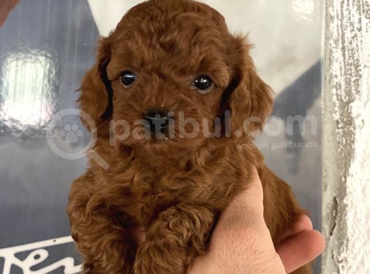 Toypoddle Kore Red Brown Bebekler görsel