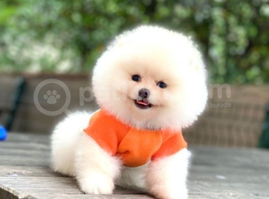 Tedy Bear Pomeranian Minnak Yavrular