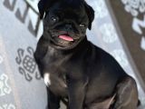 Pug Mops Yavrular