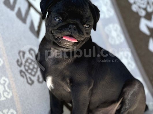 Pug Mops Yavrular görsel