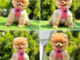 Pomerani̇an Boo Bebekleri̇mi̇z