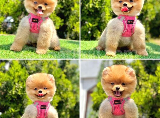 Pomerani̇an Boo Bebekleri̇mi̇z görsel