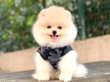 Pomeranian Boo Yavrular